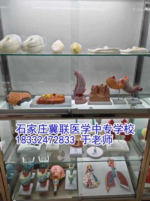 石家莊冀聯醫學中等專業學校2024年報名人數